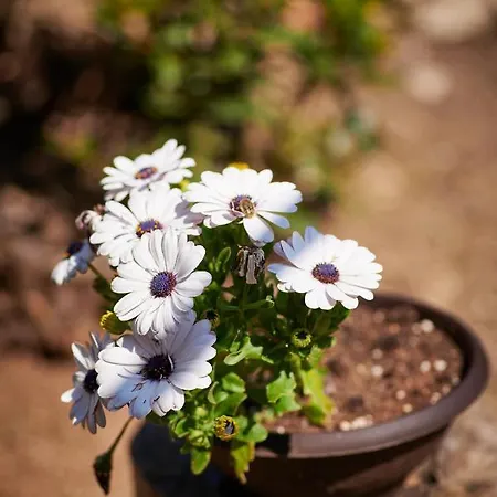 Blue Horizon Дубровник