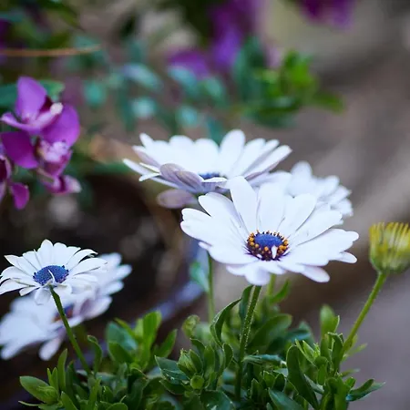 아파트 Blue Horizon *