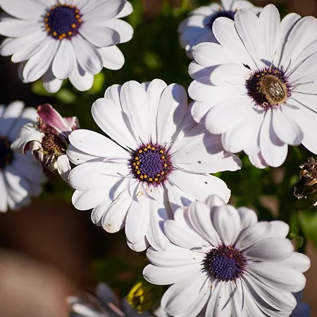 Апартаменты Blue Horizon Дубровник