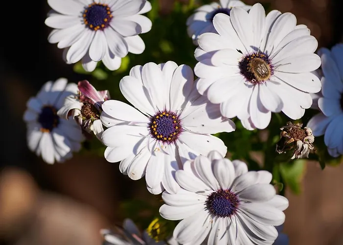 Lägenhet Blue Horizon Dubrovnik