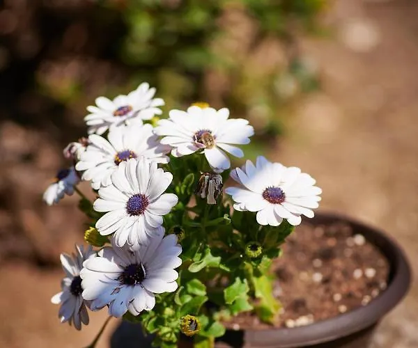Blue Horizon Dubrovník